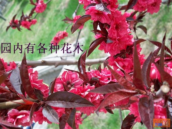 点击在新窗口查看原始图片