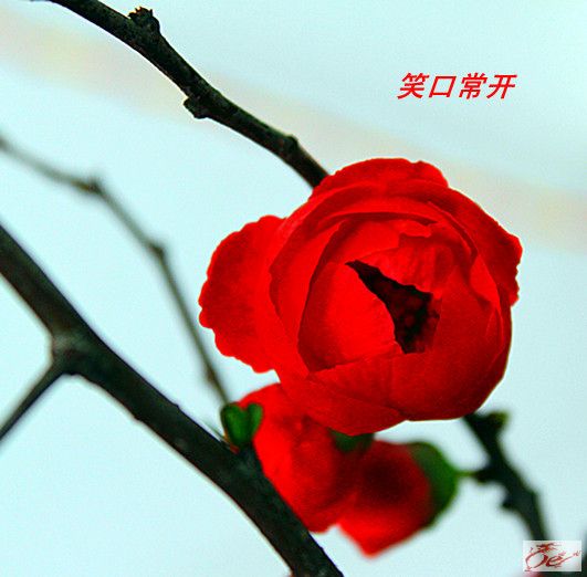 点击在新窗口查看原始图片