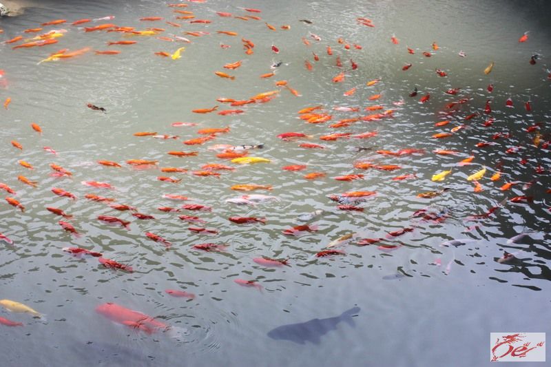 点击在新窗口查看原始图片