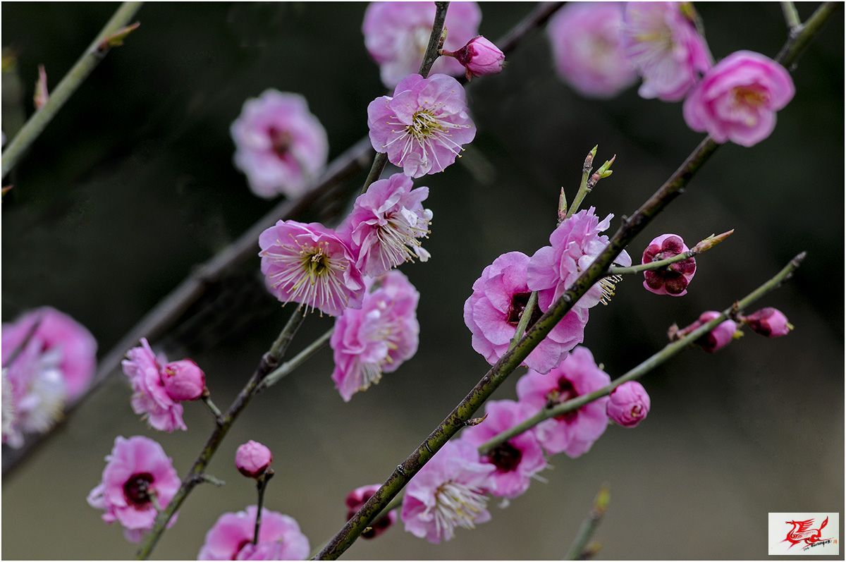 刘祺云：春天走出去拍花