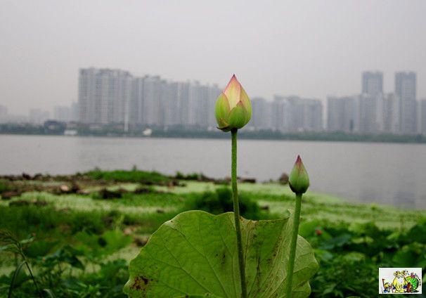 点击在新窗口查看原始图片