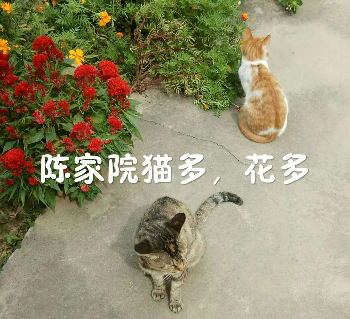 �������´��ڲ鿴ԭʼͼƬ